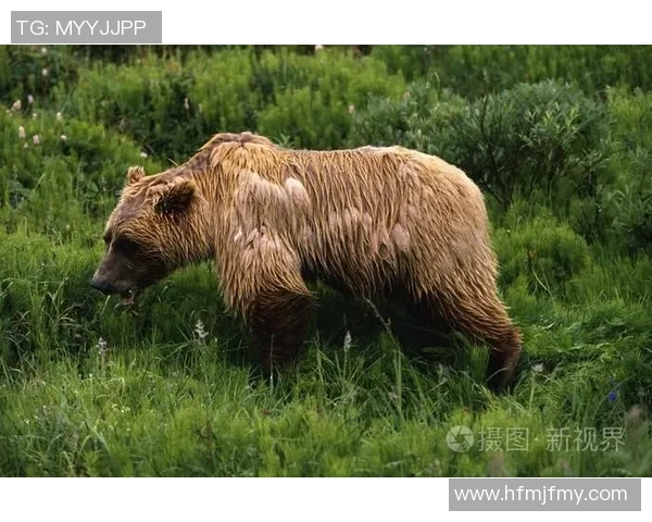 灰熊与山猫精彩对决全场录像回放及精彩瞬间分析