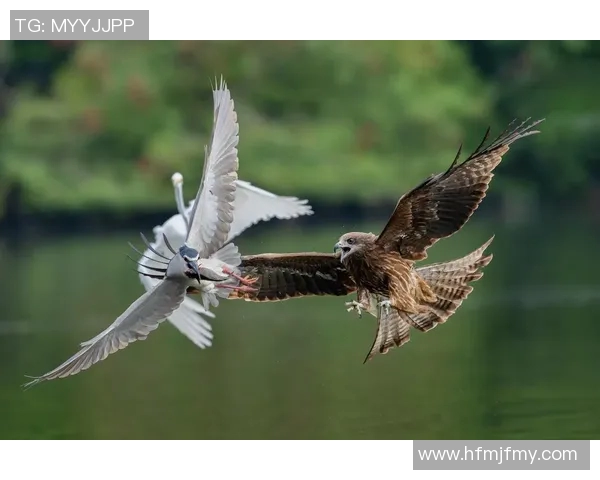 老鹰与狼的精彩对决视频直播全程回放与精彩瞬间分享